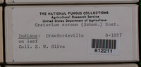 Image Associated With the Occurence